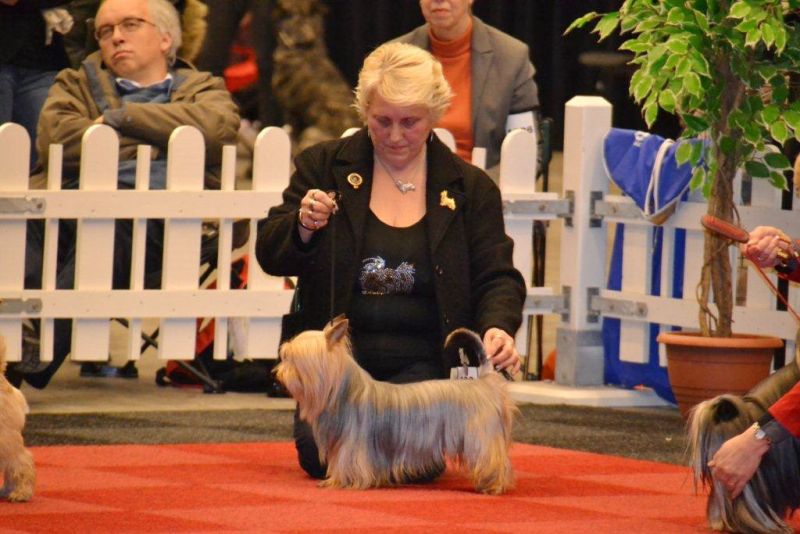 Australian Silky Terrier Amadeus in Luxemburg. (Foto: I. Höhne)