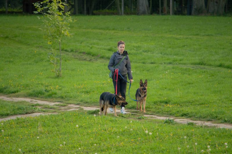 Ausgiebige Spaziergänge sind gut für den Hund. (Foto: Mario Jessat/Snautz.de)