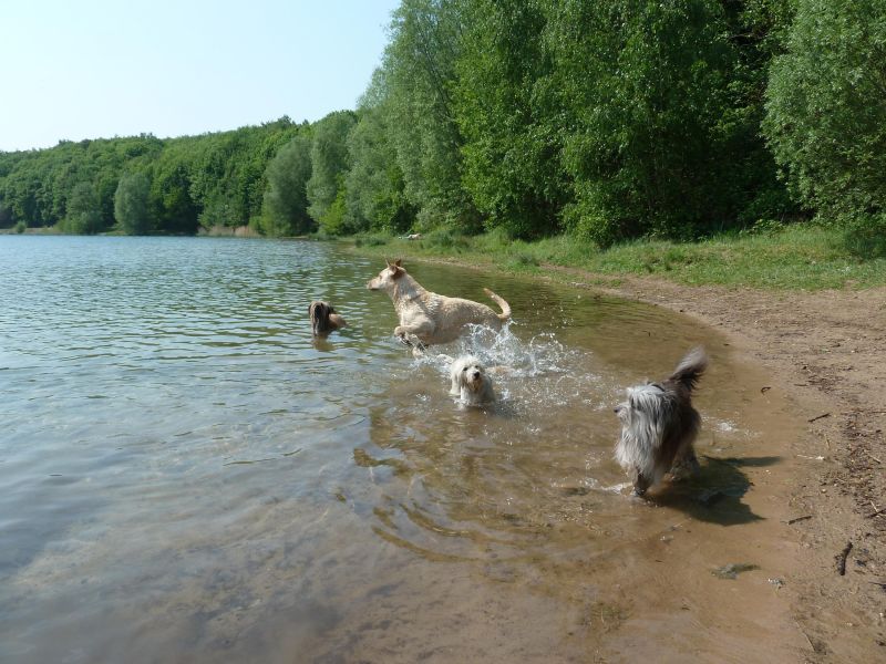Sommerlicher Badespaß in der Hundebetreuung. (Foto: Melissa Seitz/Rita Markus)