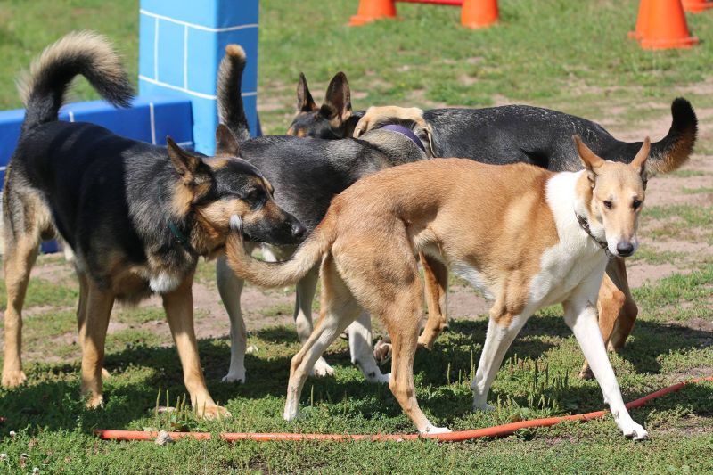 Eine Hundeschule ist für das Training und die artspezifische Bindung oft sinnvoll. (Foto: Mario Jessat/Snautz.de)