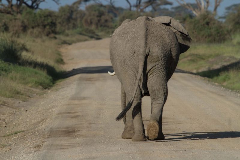 Die Schwergewichte unter den intelligenten Tieren: Elefanten halten Totenwache und laufen eine Zeit lang jeden Tag zu den Leichen anderer Elefanten. (Foto: RoDobby, <a href="http://pixabay.com/de/afrika-afrikanischer-elefant-285403/" rel="nofollow">pixabay</a>, Public Domain)