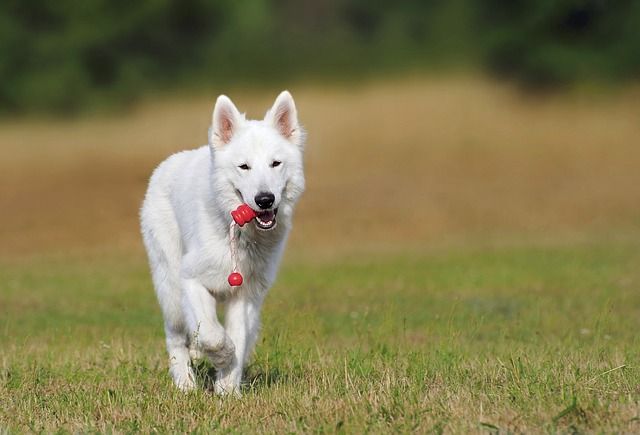 Ein gesunder Weißer Schäferhund mit Lust am Spielen. (Foto: Nikiko, <a href="https://pixabay.com/de/schweizer-sch%C3%A4ferhund-hund-wei%C3%9F-354526/" rel="nofollow">pixabay</a>, Public Domain)