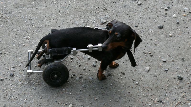 Ein Hund nach der Operation mit Laufwagen als Gehhilfe. (Foto: cello05, <a href="https://pixabay.com/de/hund-krank-r%C3%A4der-weg-tier-81934/" rel="nofollow">pixabay.com</a>, Public Domain)