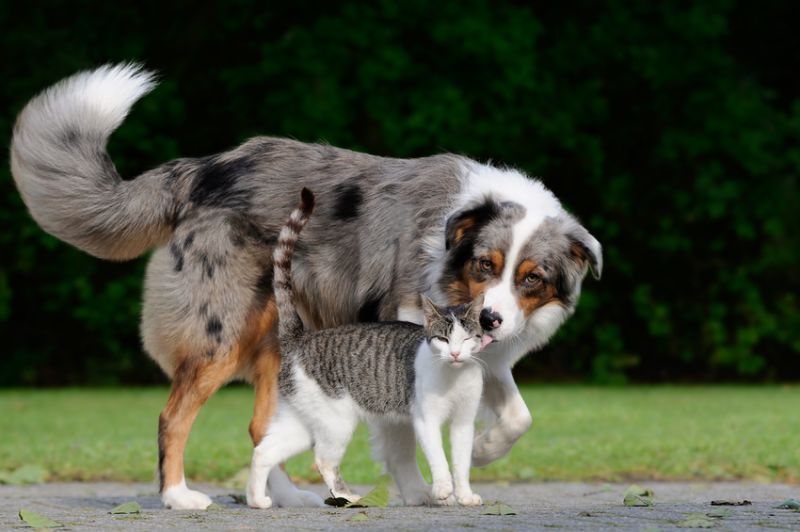 Hunde und Katzen können bei Spaziergängen schnell von Giardien befallen werden. (Foto: Carola Schubbel, fotolia.com)