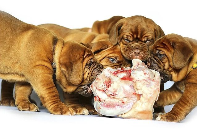 Junge Bordeaux-Doggen bei ihrer Fleischmahlzeit. (Foto: JanDix, pixabay.com, Public Domain)