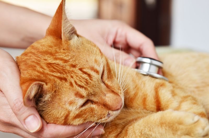 Eine Kastration einer Katze ist eine Operation. Eine vorhergehende Untersuchung des Tieres durch den Tierarzt ist notwendig. (Foto: © JJ_SNIPER/fotolia.com)