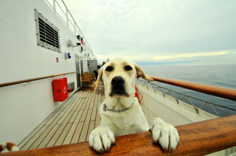Hunde können mit auf Kreuzfahrt gehen - unter gewissen Voraussetzungen. (Foto: ©iStockphoto.com/mauinow1)