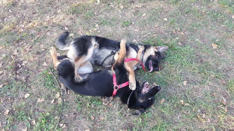 Zwei, die sich verstehen. Diese Junghunde spielen entspannt miteinander. Da es nur zwei sind, sind sie in ihrem Verhalten leicht zu korrigieren. (Foto: Dorothea Willinger)