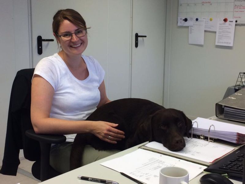 Hunde im Büro sind gut für die Seele und steigern das positive Arbeitsklima, (Foto: K. Warmuth)
