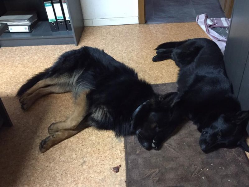 Auch hier ist wieder ein entspannter Platz für die Hunde, Diese beiden Hunde können in der Pause miteinander spielen, sind daher ausgelastet. (Foto: A. König)