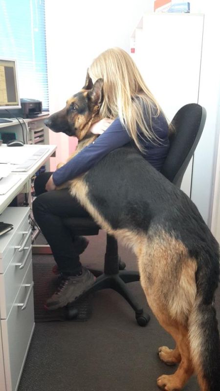 Ein Liebling des Büros kann auch ein großer Hund werden, wenn er sich gut benimmt. (Foto: S. Lindemann)