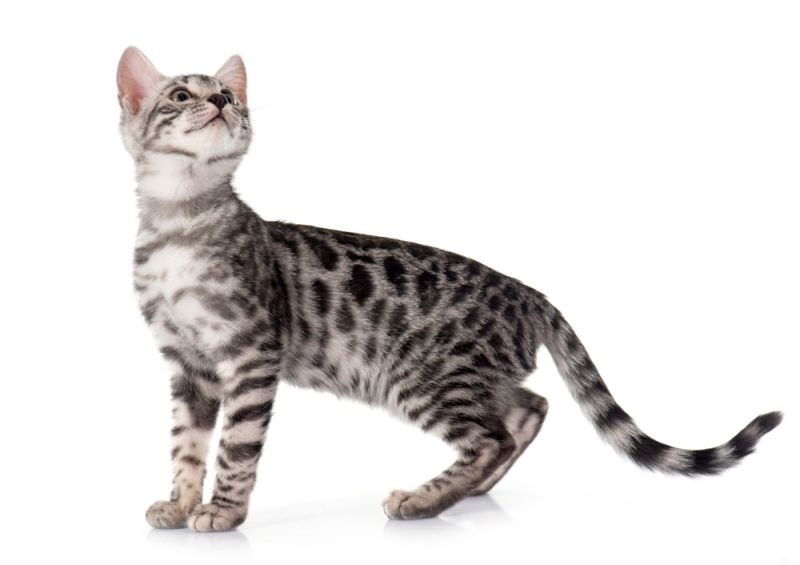 Bengal-Kitten (Foto: cynoclub, Envato Elements)