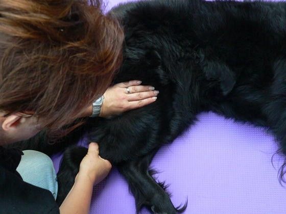 Bild 3: Hundephysiotherapie, Manuelle Therapie zur Behandlung der Gelenke bei funktionstörungen (Foto: Rösner, Silvia)