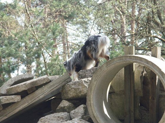 Ein Rettungshund sucht in Trümmern (Foto: Rettungshundestaffel Franken e.V.)