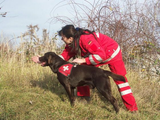 Ein Rettungshund wird ins Gelände geschickt (Foto: Rettungshundestaffel Franken e.V.)