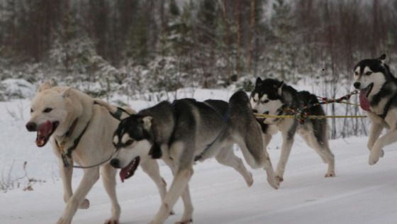 Laufende Hunde in Finnland. (Foto: L. Hamann)