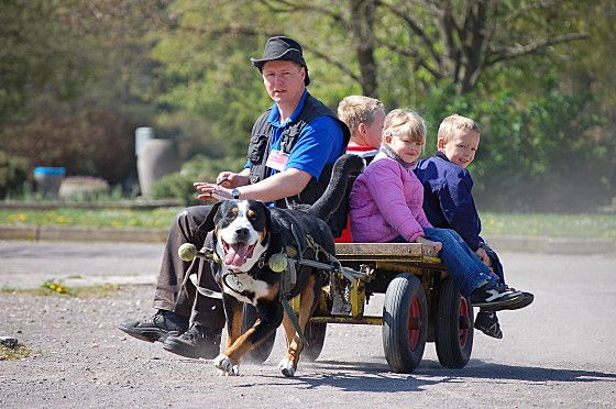 ... mit Zughunden für hundebegeisterte Kinder ... (Foto: Snautz.de)