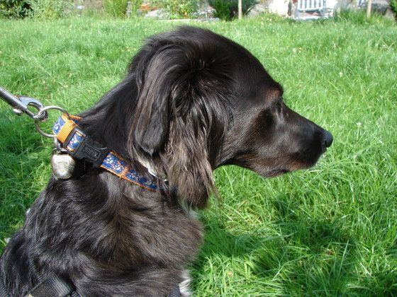 Hund mit Halsband (Foto: B. Lanzendörfer)