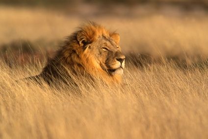 Der afrikanische Löwe, ein naher Verwandter unserer Katzen, ist vom Aussterben bedroht... (Foto: ©stockxpert.com/EcoLight)