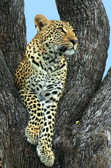 Leopard in einer Astgabel: Auch eine kleine Digitalkamera macht gute Bilder, sofern das Objektiv stimmt. Daten dieses Tierfotos: Canon EOS 350D, ISO 400, Brennweite 400 mm, Belichtung 1/200 s, Blende 7,1 (Foto: A. Niehues)
