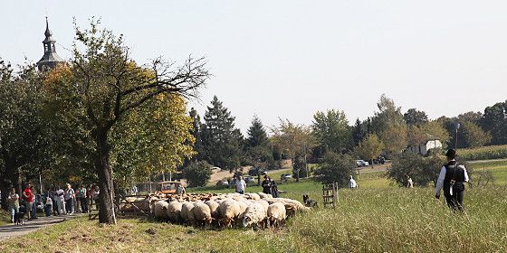 Hier ist die Brücke durch zwei Holzzäune, sogenannte Horden, simuliert. Die Schafe müssen vom Weg herunter durch die Horden laufen. Keins  der Tiere darf außen vorbeigehen. (Foto: Claudia Löffler)