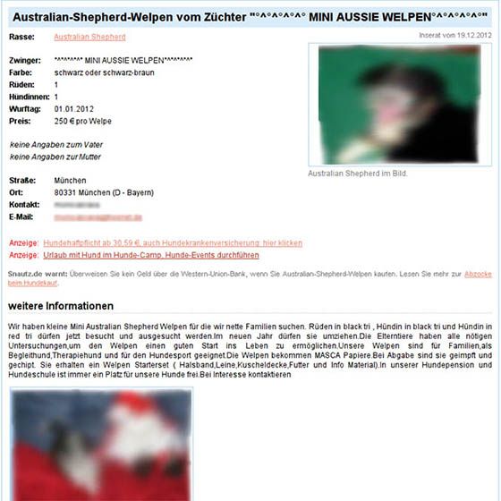 Australian-Shepherd-Inserat mit gestohlenem Text und Bild. (Bildschirmfoto: Snautz.de)