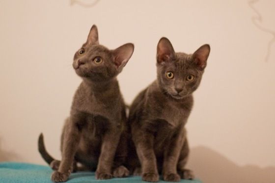 Zwei Korat-Katzen Geschwister. (Foto: A. Kippdorf)