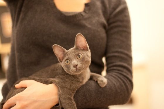 Korat-Katze mit typischen großen Ohren. (Foto: A. Kippdorf)