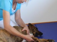 Tierphysiotherapie in Baden-Württemberg (16. Ergebnis)