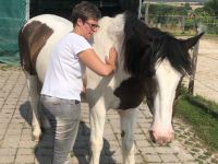 Tierphysiotherapie in Rheinland-Pfalz (4. Ergebnis)