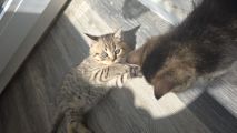 Vorschaubild 2