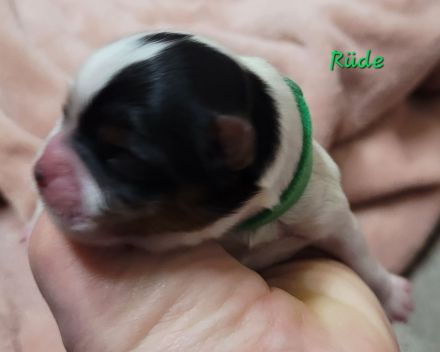 Derzeit haben wir bezaubernde Biewer Yorkshire Welpen