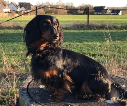 Kalle vom Lindenstein