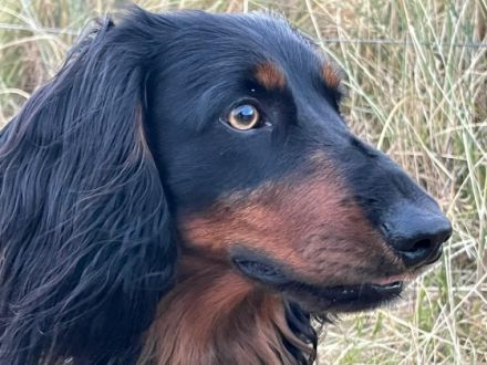 Kalle vom Lindenstein