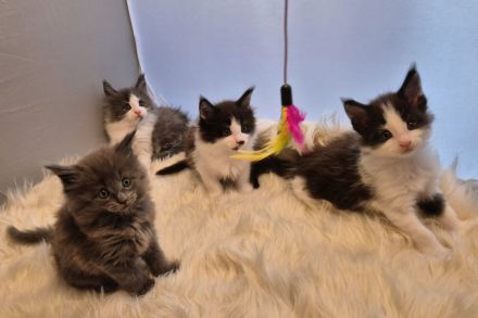 Maine Coon Katerchen sucht Personal