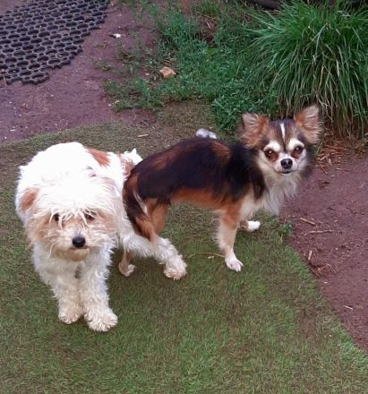 Süßer kleiner Pompoochi sucht