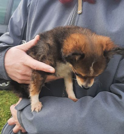 Süßer kleiner Pompoochi sucht