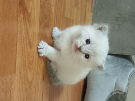 Ragdoll BKH EdelmixUnsere kleinen Kitten Junge und Mädchen suchen sich ein neues liebevolles Zuhause