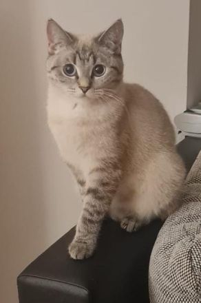 Ragdoll BKH EdelmixUnsere kleinen Kitten Junge und Mädchen suchen sich ein neues liebevolles Zuhause