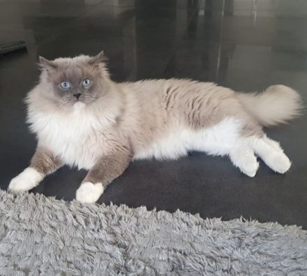 Ragdoll BKH EdelmixUnsere kleinen Kitten Junge und Mädchen suchen sich ein neues liebevolles Zuhause