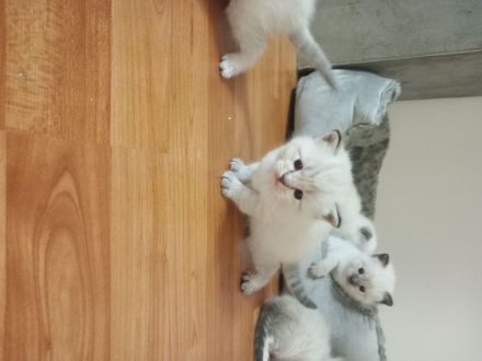 Ragdoll BKH EdelmixUnsere kleinen Kitten Junge und Mädchen suchen sich ein neues liebevolles Zuhause