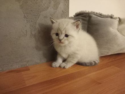 Ragdoll BKH EdelmixUnsere kleinen Kitten Junge und Mädchen suchen sich ein neues liebevolles Zuhause