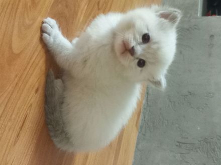 Ragdoll BKH EdelmixUnsere kleinen Kitten Junge und Mädchen suchen sich ein neues liebevolles Zuhause