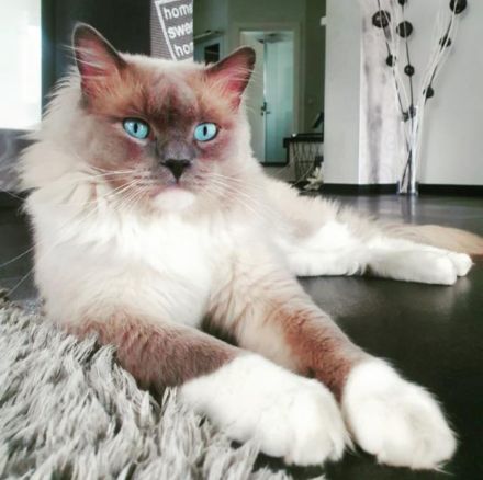 Ragdoll BKH EdelmixUnsere kleinen Kitten Junge und Mädchen suchen sich ein neues liebevolles Zuhause