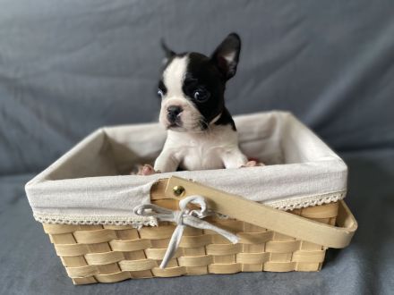 Boston Terrier Welpen mit Ahnentafel