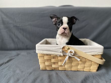 Boston Terrier Welpen mit Ahnentafel