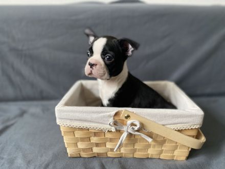 Boston Terrier Welpen mit Ahnentafel