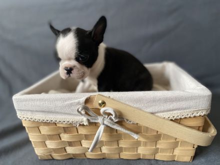 Boston Terrier Welpen mit Ahnentafel