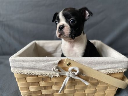 Boston Terrier Welpen mit Ahnentafel