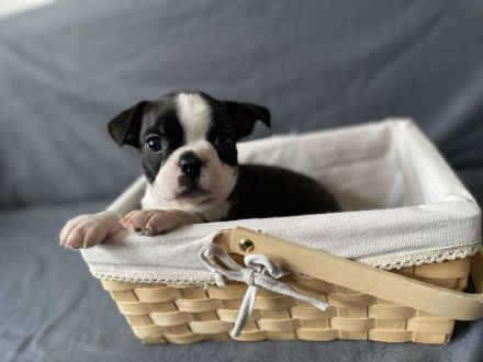 Boston Terrier Welpen mit Ahnentafel